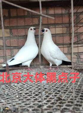 观赏鸽北京点子两头乌两头红活体鸽子青年种鸽一对包活到家9