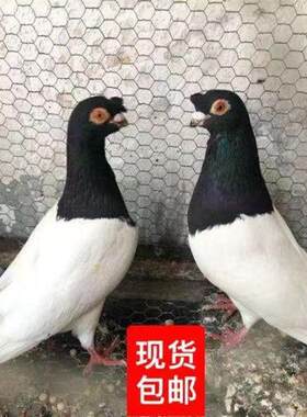 包邮幼崽鸽子活物一对活体鸽幼鸽幼崽信鸽纯种观赏鸽两头乌