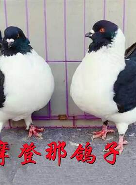 鸽子活物公母一对活体观赏鸽小体三色摩登那黄熊猫鸽青年幼鸽崽子