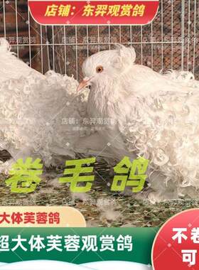 观赏鸽卷毛鸽白芙蓉鸽子进口纯种马甲芙蓉包活泰迪鸽种鸽青年活物