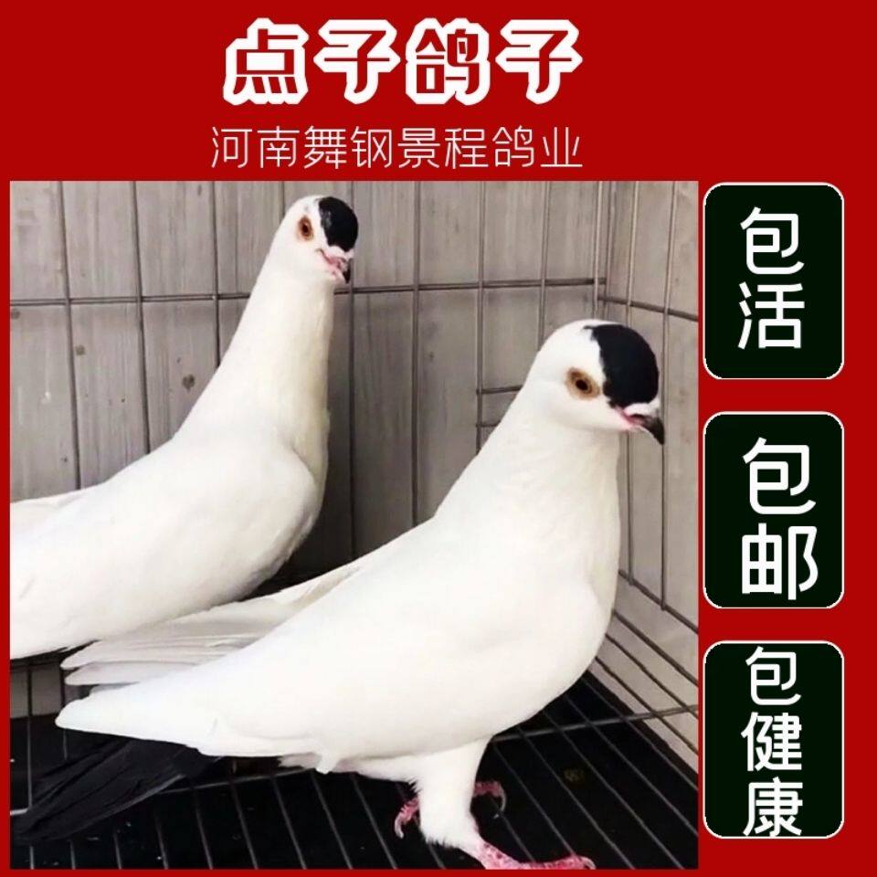 鸽子活一对观赏鸽大全北京点子鸽小鸽幼鸽青年鸽包下蛋包活免邮