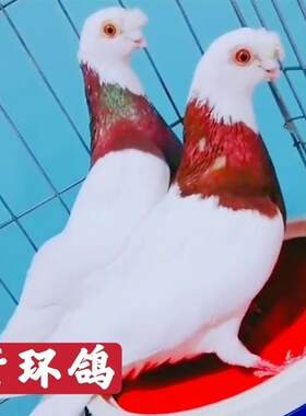 特价成年紫环种鸽一对包公母包邮观赏鸽子
