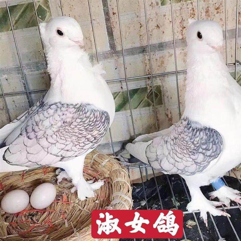 东方淑女鸽包邮包活鸽子活物公母一对活体观赏鸽幼鸽幼崽纯种