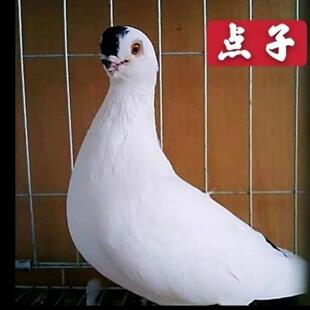 观赏鸽子活体种鸽公母一对种鸽包活包邮黑点子