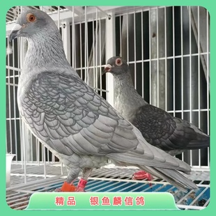 血统幼鸽子活一对观赏鸽信鸽赛鸽银鱼麟幼鸽活体鸽子原配种鸽血统