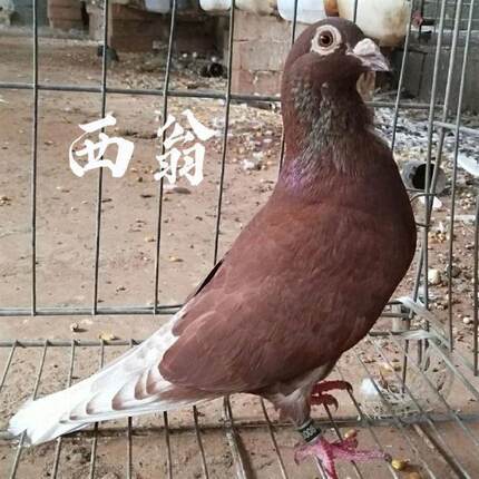 国血西翁鸽子长途鸽子赛鸽信鸽活物一对青年鸽种鸽包邮精品红西翁