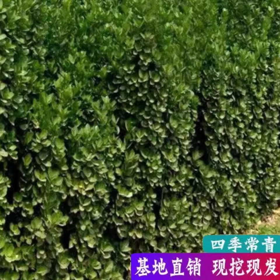 大叶北海道冬青别墅庭院绿篱围墙篱笆挡墙四季常青北海道黄杨耐寒