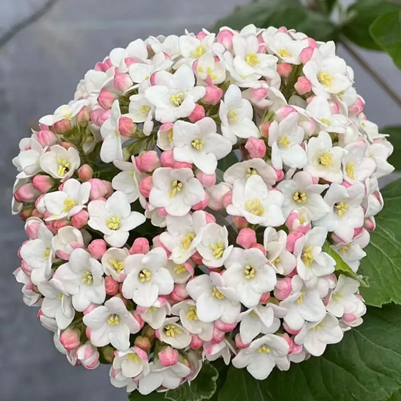 红蕾雪球大苗荚蒾 芳香雪球 大叶布克 带香味木绣球花苗包对版