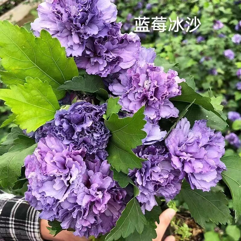 日本重瓣木槿花卉盆栽树苗紫玉蓝莓冰沙阳台庭院棒棒糖植物大花
