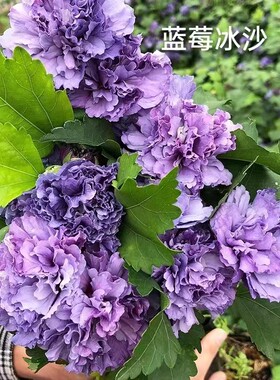 日本木槿花苗庭院美观别墅旅游