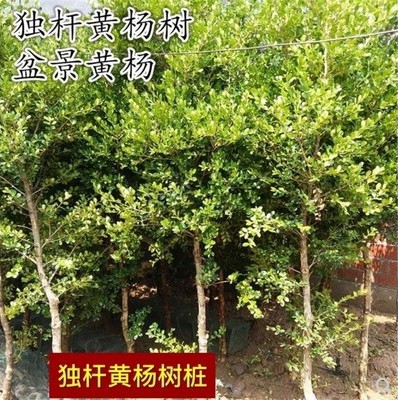 黄杨树苗球独棵独杆黄杨庭院四季青植物高杆黄杨盆景