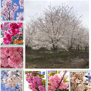 日本樱花树苗染井吉野广州樱南北方别墅庭院绿化樱花苗大型植物