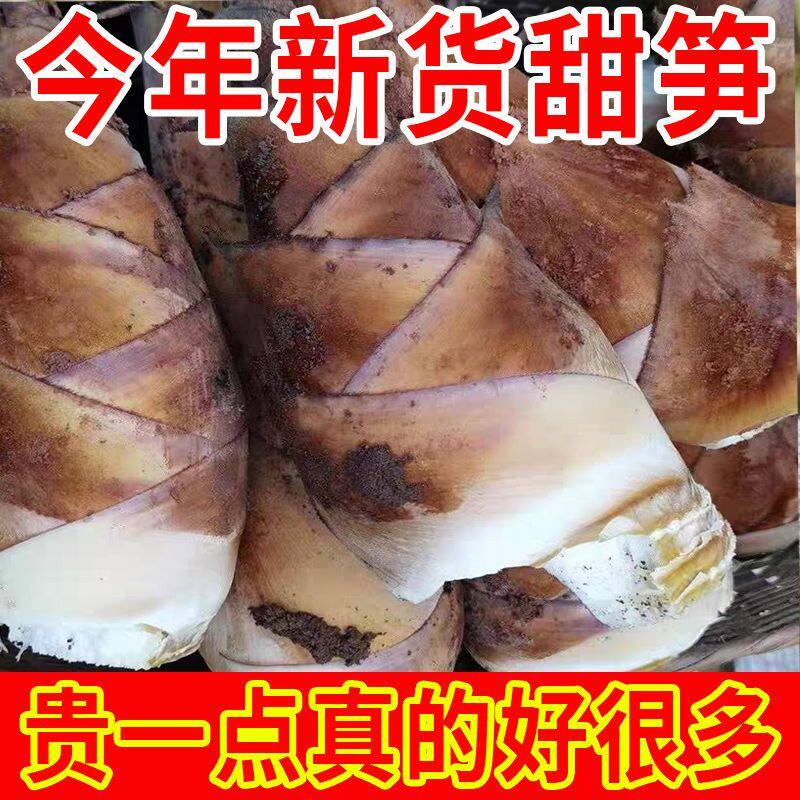 笋云南甜笋新鲜竹笋现挖甜龙笋普洱生吃甜笋甜笋火锅食材包邮
