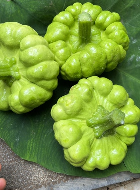 云南姜柄瓜新鲜蔬菜小瓜姜柄瓜面瓜小绿嫩瓜农户露天种植包邮