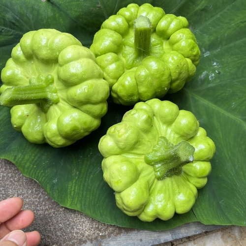 云南姜柄瓜新鲜蔬菜小瓜姜柄瓜面瓜小绿嫩瓜农户露天种植包邮