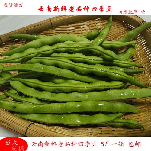 云南四季豆角新鲜蔬菜芸豆长扁豆农家自种青扁豆架豆老品种四季豆