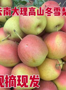 梨云南红梨冬雪梨梨特产水果火把梨新鲜采摘农户种植酸甜口味酥梨
