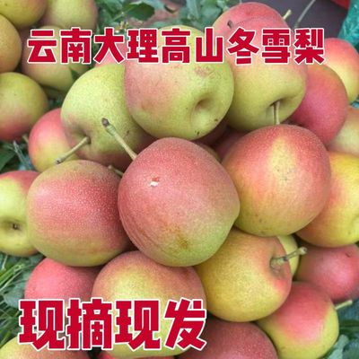 梨云南红梨冬雪梨梨特产水果火把梨新鲜采摘农户种植酸甜口味酥梨