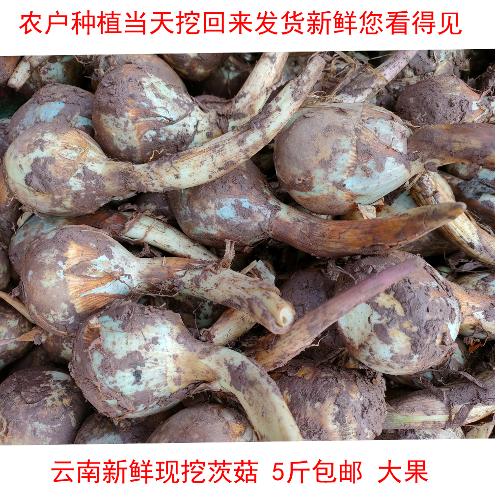 茨菇云南新鲜白慈姑白马蹄8斤