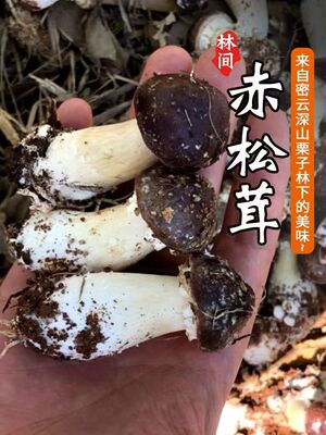 赤松茸云南特产野生新鲜姬松茸新鲜采摘发货鲜货500克空运包邮