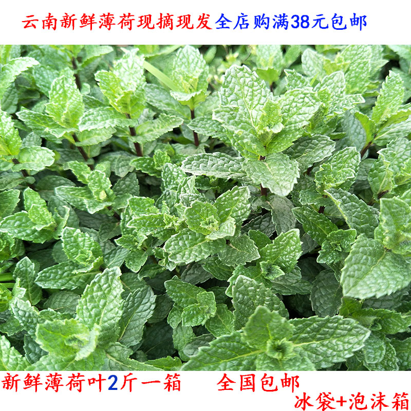 新鲜薄荷叶 包邮云南新鲜薄荷叶调酒 农家自种 薄荷食用非盆栽