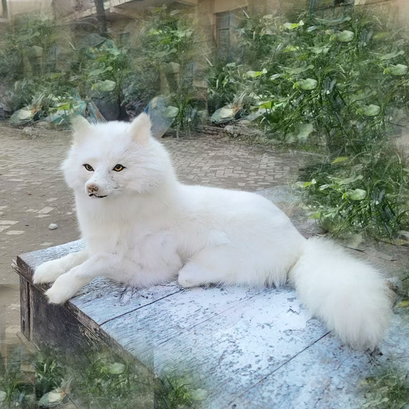 1:1仿真狐狸模型田园庭院赤狐真皮动物落地摆件教学标本影视道具