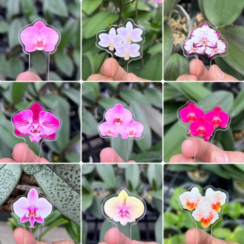 【自制蝴蝶兰花牌1】兰花剩手自制亚克力蝴蝶兰花牌标签牌