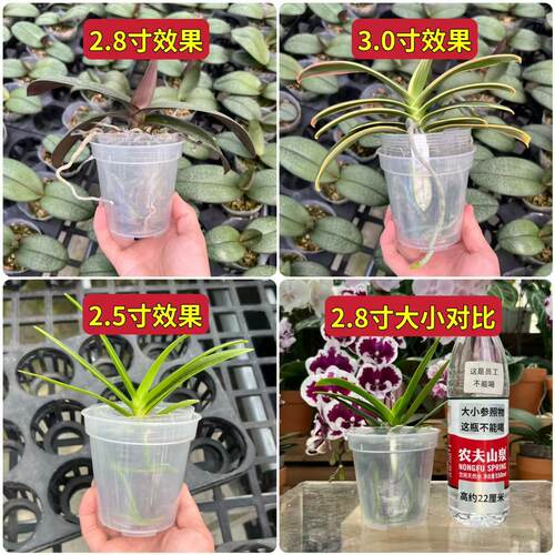 【2.8寸底部带孔】蝴蝶兰石斛兰卡特兰（圆形透明花盆）