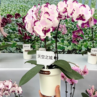 【树脂无孔花盆】蝴蝶兰兰花热植无孔半水培套盆无孔树脂花盆