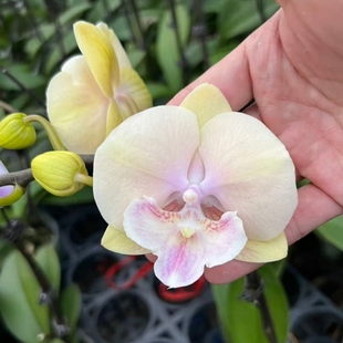 【超群甜筒】CH-2059 甜美黄粉色系蝴蝶兰(大花苞/开花株)