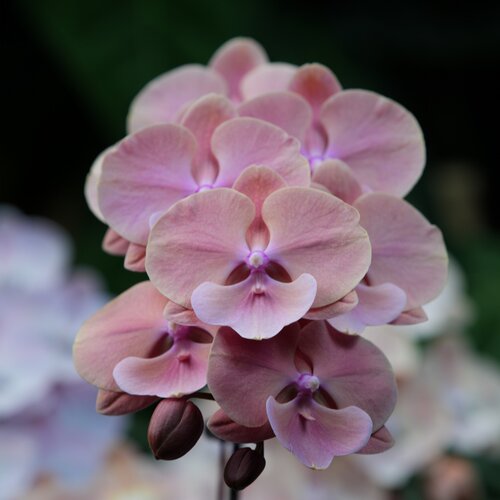 【骏橙】正版授权蝴蝶兰