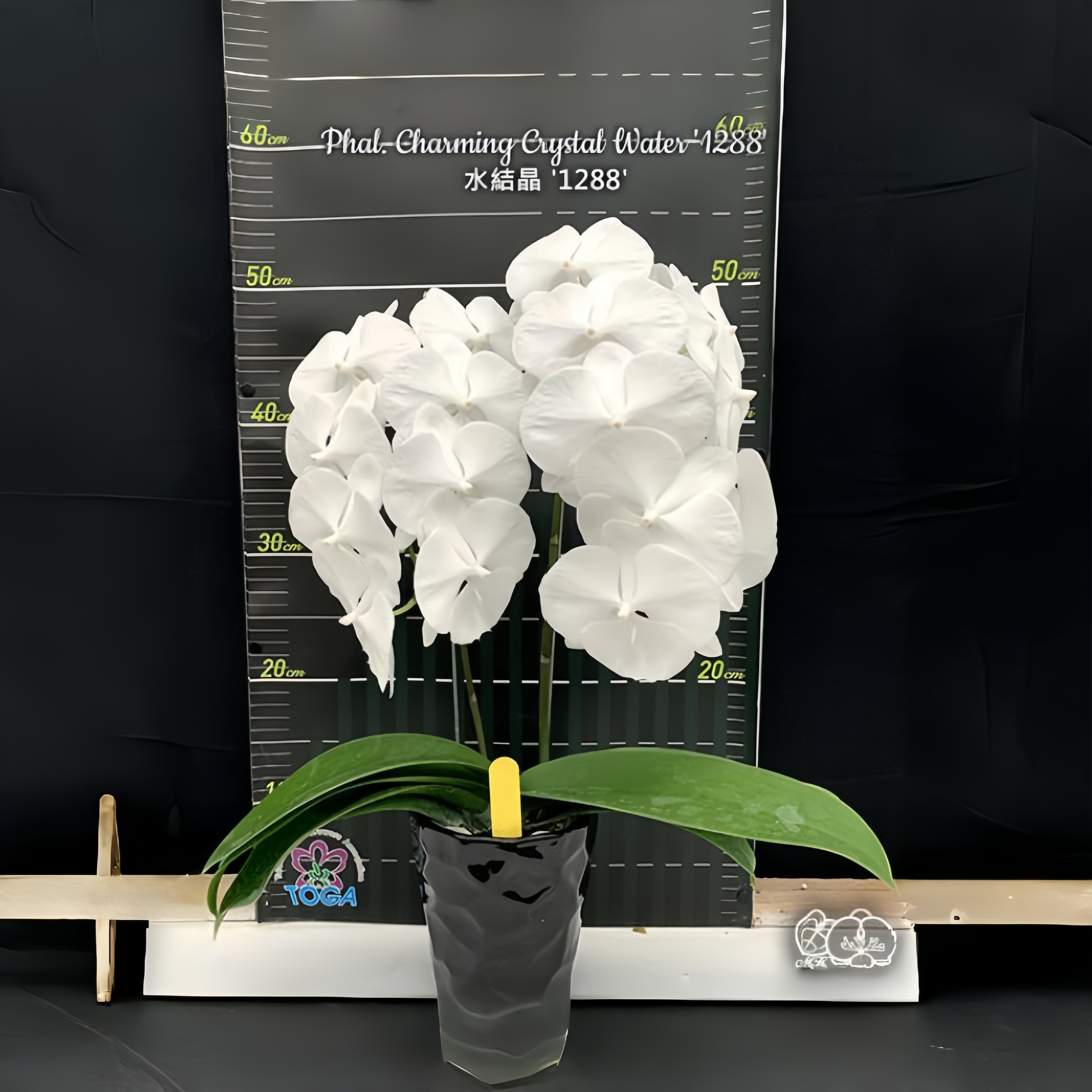 【水结晶'1288'】湾湾原杯2.5寸白色丰花蝴蝶兰（苗）有叶损根损