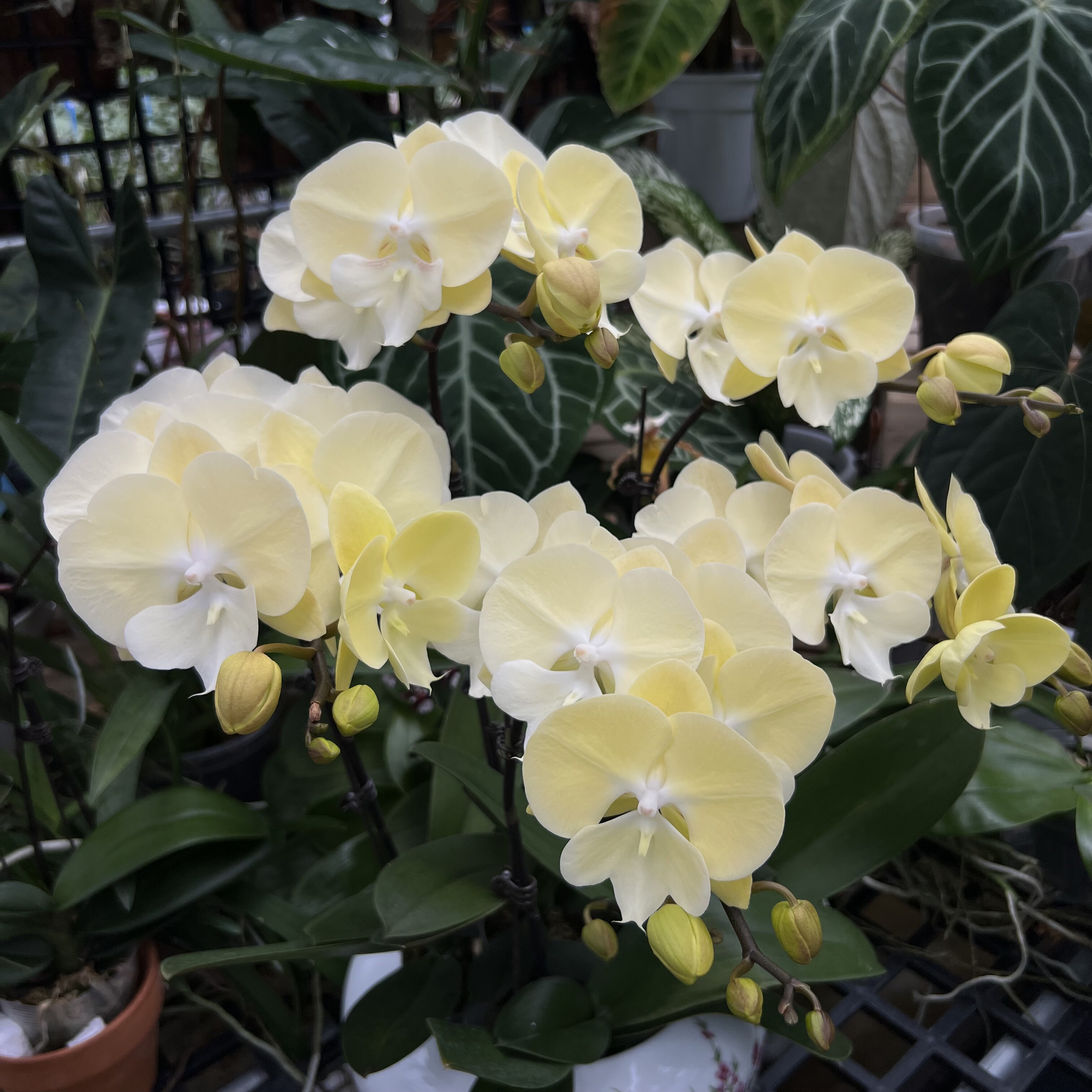 【香草冰淇淋】3.0寸水苔种植【双花剑】