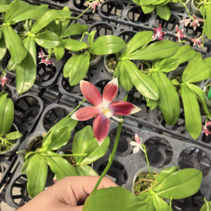 【C1交C2】盾花珍奇趣味原生蝴蝶蘭有香味
