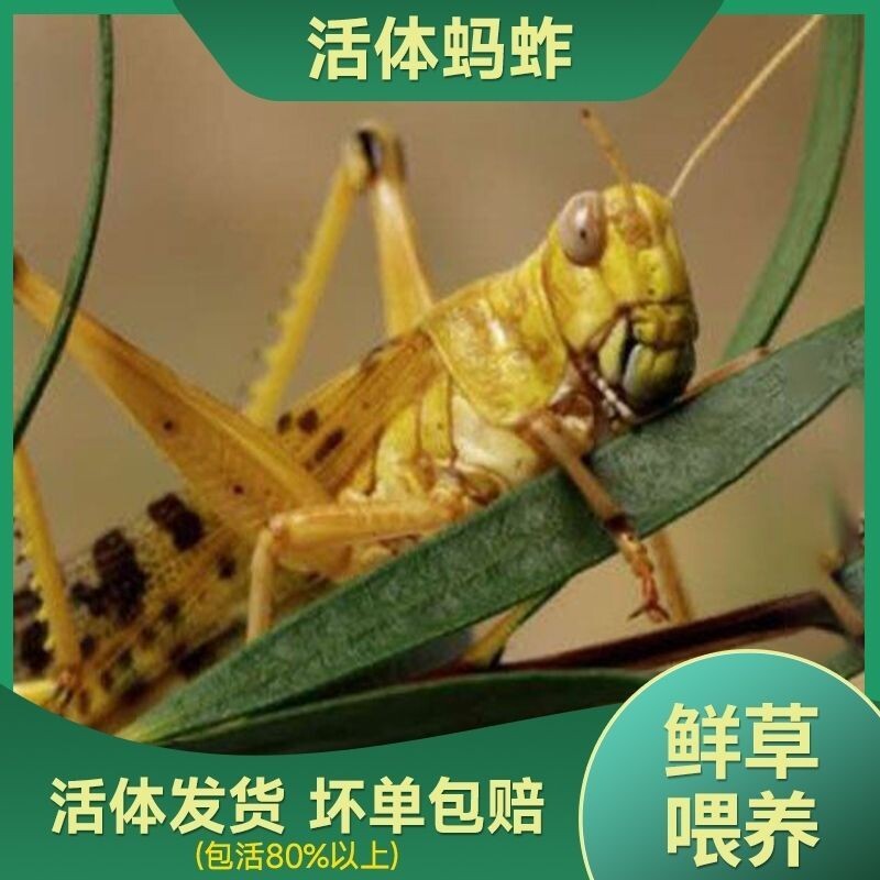 昆虫蚂蚱鲜活新鲜三四龄