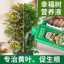 幸福树专用肥料营养液植物室内绿植叶子干枯落叶掉叶急救花肥通用