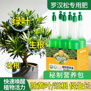 罗汉松营养液叶面肥防治黄叶专用肥叶枯病黄叶病烂根盆景松树肥料