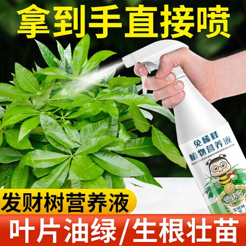 免稀释发财树营养液专用肥花肥料