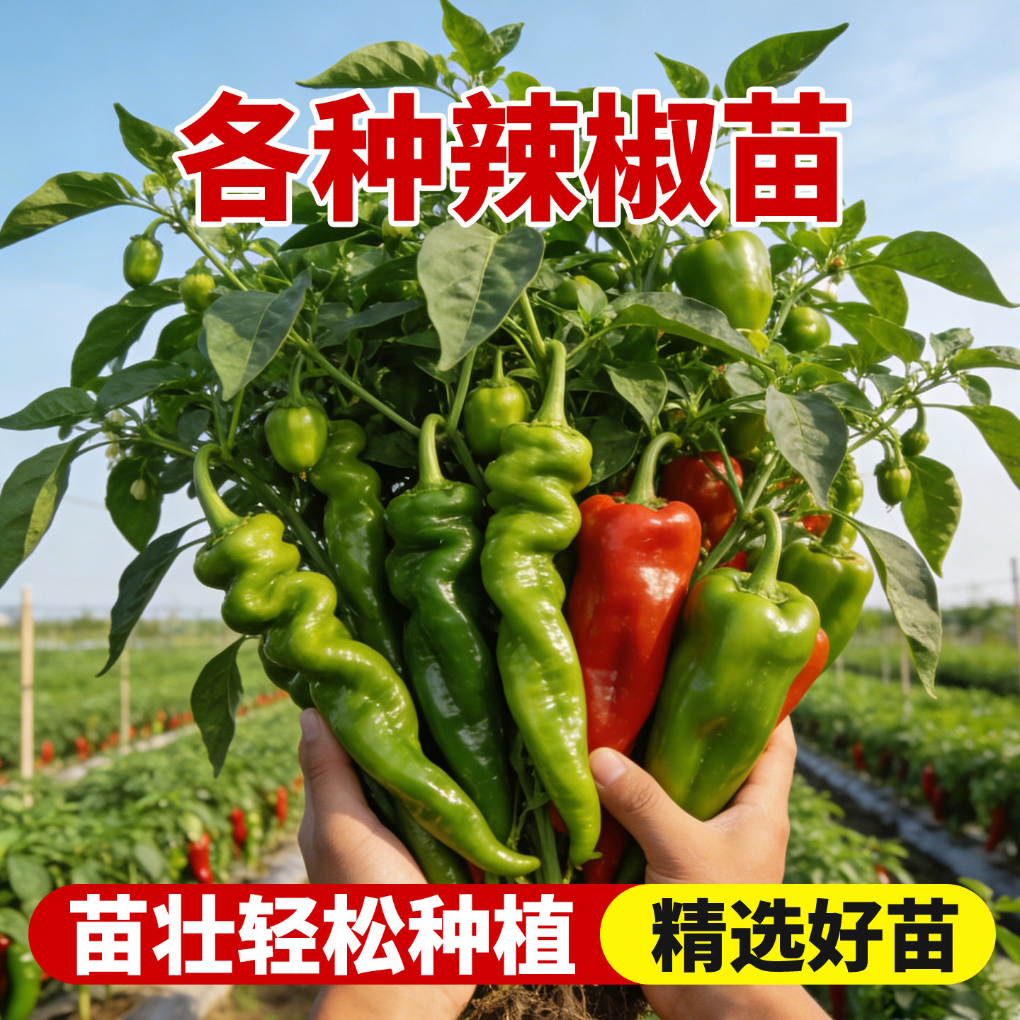 小米辣椒苗秧苗朝天椒春季蔬菜苗大全四季盆栽螺丝薄皮青椒种籽树