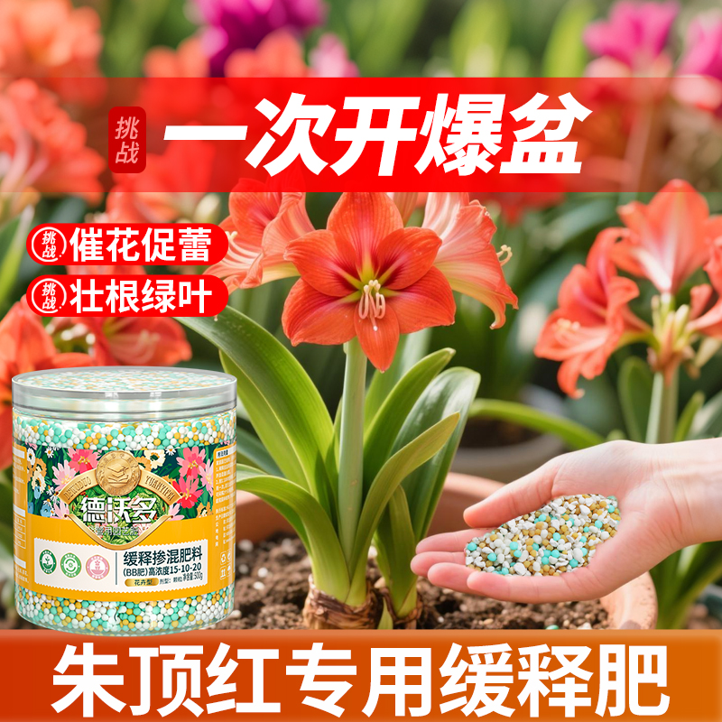 朱顶红肥料专用肥缓释肥重瓣种球