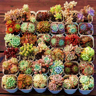 多肉植物套餐肉肉组合含带盆室内小盆栽精品玉露大颗好养花卉绿植