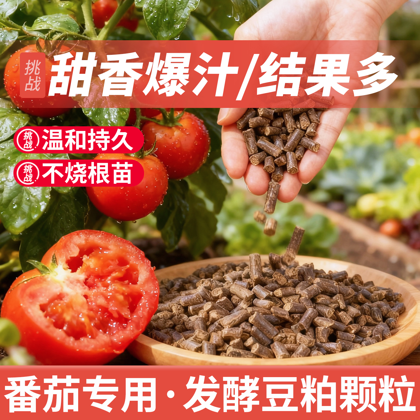【番茄】发酵豆粕颗粒西红柿结果