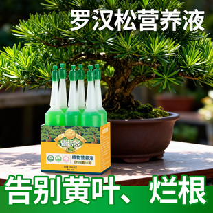 罗汉松专用肥叶面肥叶枯病专用营养液松树盆景肥料罗汉松黄叶烂根