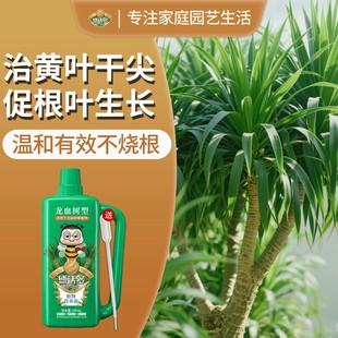 龙血树专用营养液肥料龙须树黑珍珠太空铁复合肥绿植叶子发黄复活