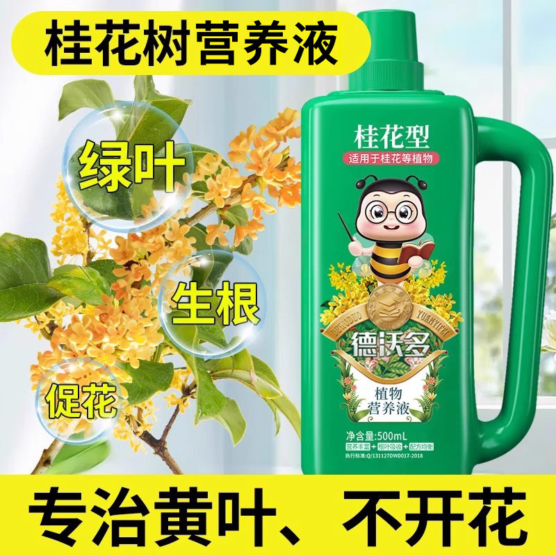 【专治不开花】桂花肥料绿叶促花
