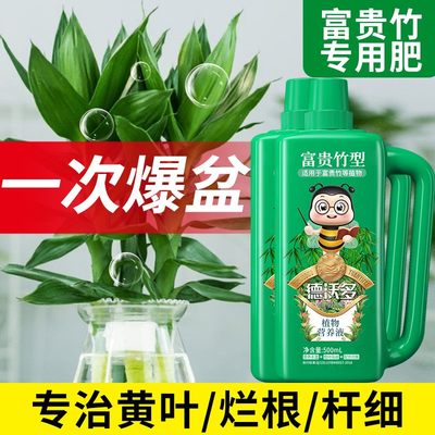 水培富贵竹营养液专治黄叶烂根