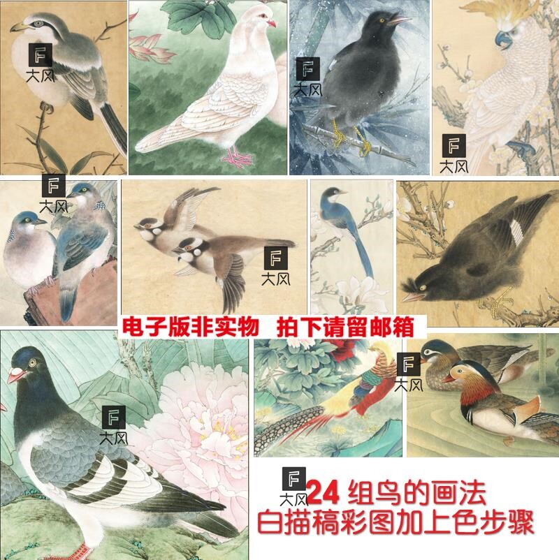 国画工笔24种鸟类白描线稿 彩图 设色步骤高清临摹学习电子版素材