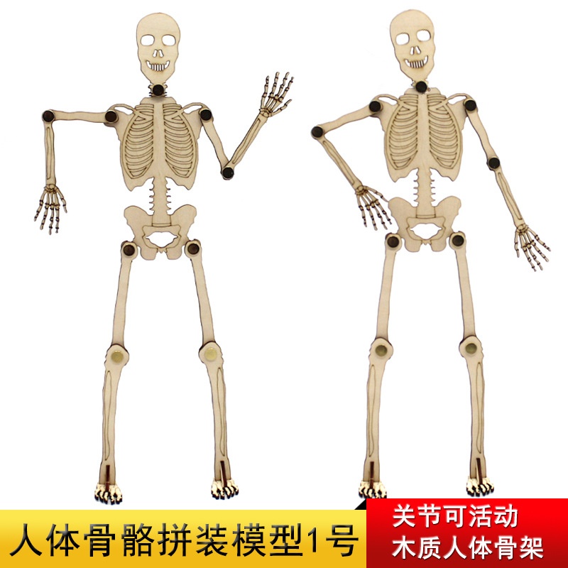 人体骨骼拼装模型1号简易结构识别拼装模型教具关节可活动教具
