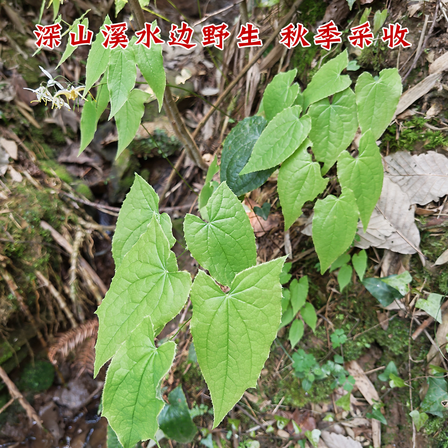 野生淫羊藿三枝九叶草干货中药材神农架尖叶仙灵脾叶整株根泡酒茶