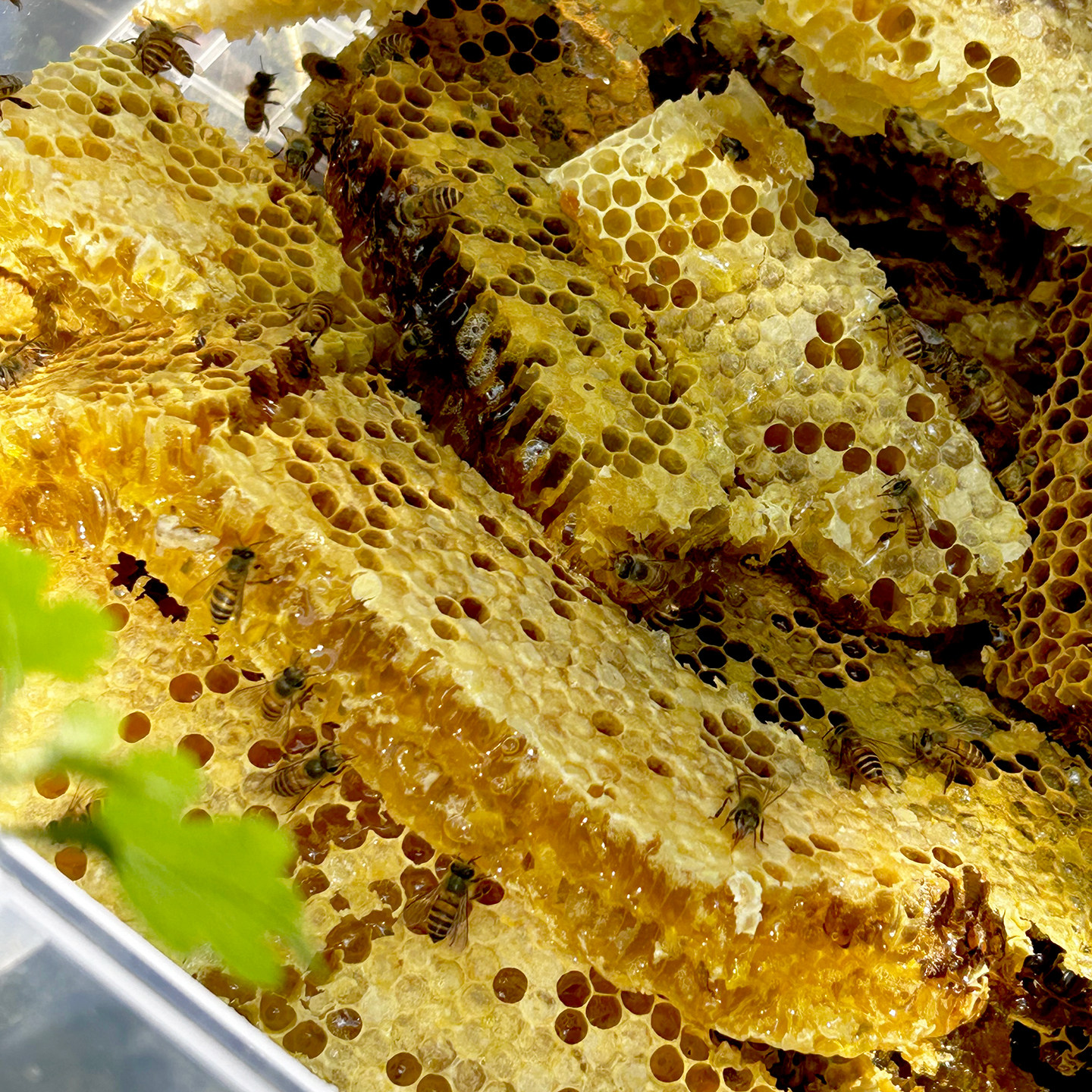 野生蜂巢蜜神农架中华土蜂蜜百花蜜嚼着吃老巢蜜木桶蜜现切天然蜜